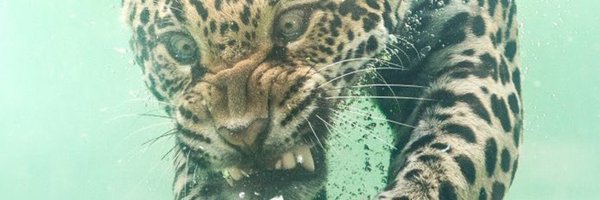 Chrisblin Profile Banner