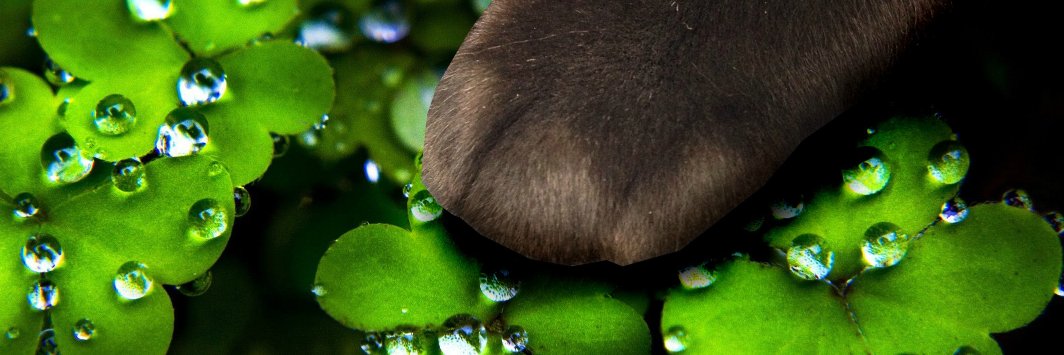 ExclusivelyCats's profile banner image
