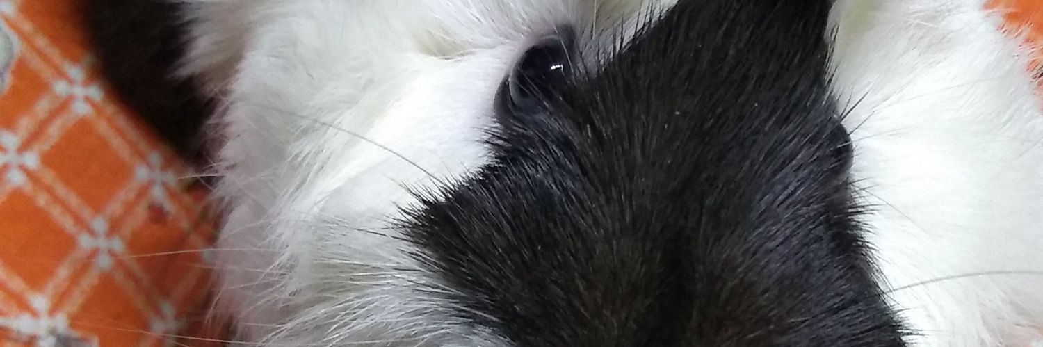 quezadasus's profile banner image