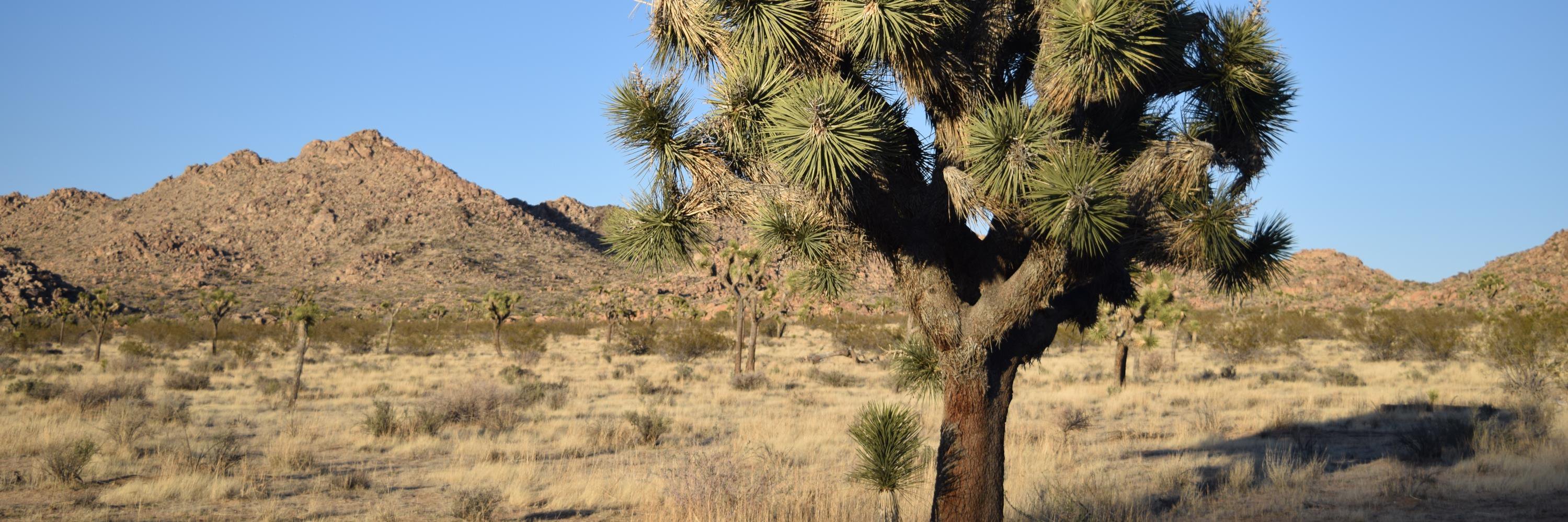 SB COUNTY LUS banner