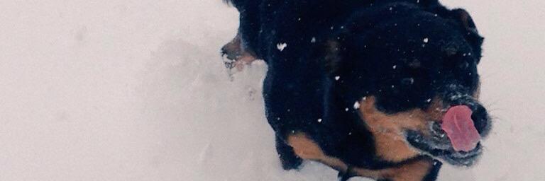 Jr_Sabos83's profile banner image