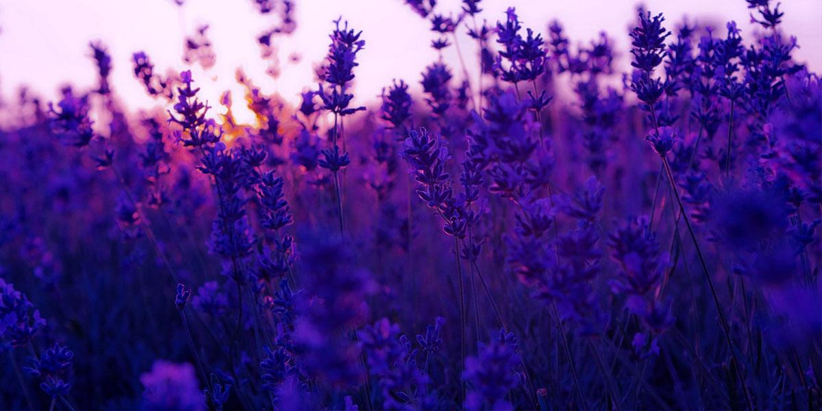 BoringBark's profile banner image