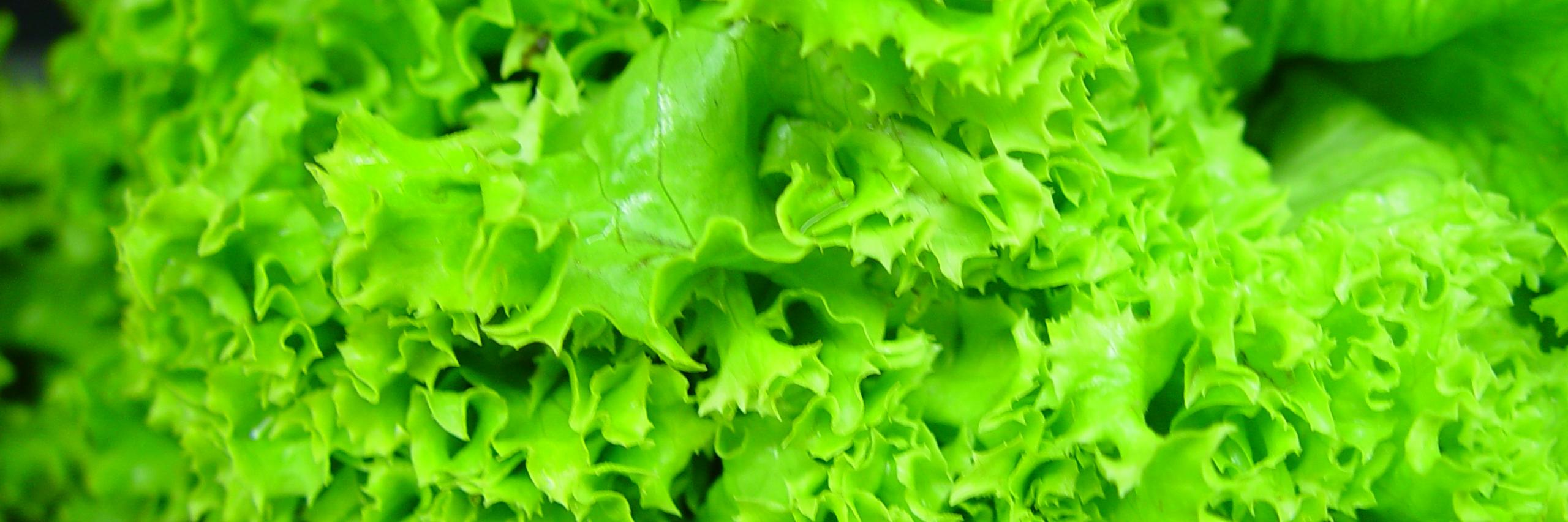 plump_pixie's profile banner image