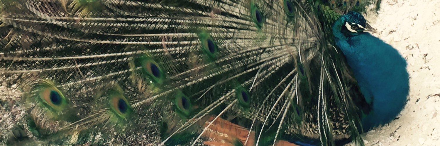 Suemy Fuentes banner