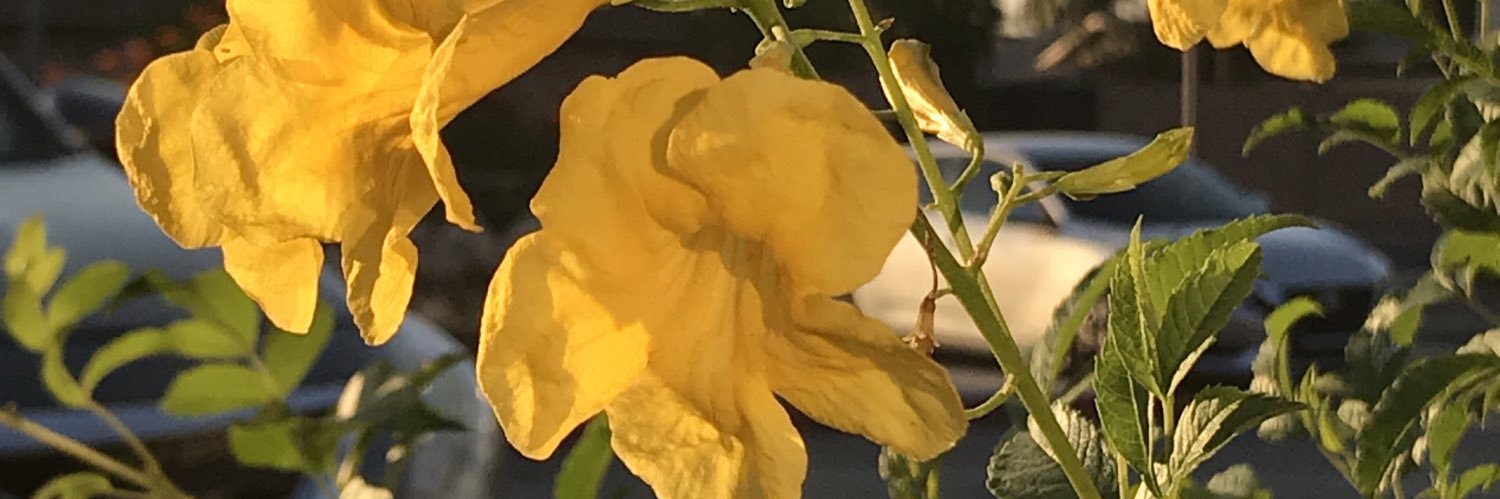 jrissison's profile banner image