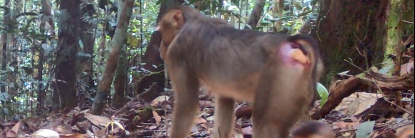 ECHOI base.eth l.lvl🆙 (💙, 🔄)🐐 banner