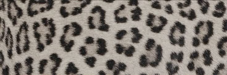 mici 🐆 acc backup banner