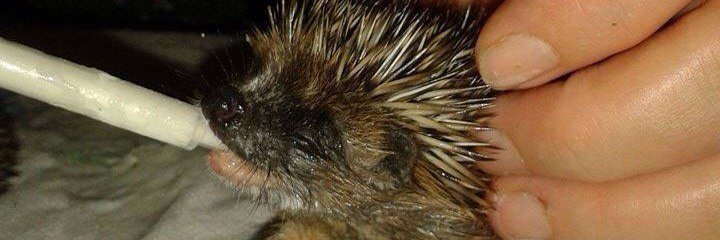 Team4Hedgehogs's profile banner image