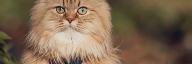 NatyTrezi's profile banner image