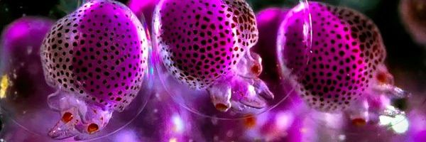 RamaNsubuga's profile banner image