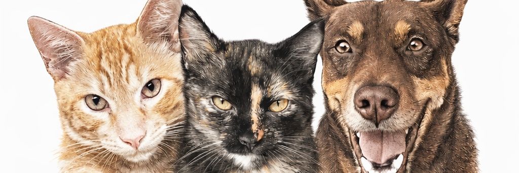 mthaami's profile banner image
