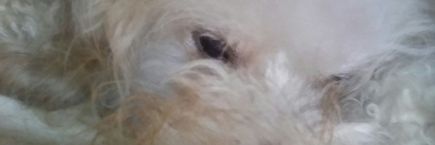 leproxyx's profile banner image
