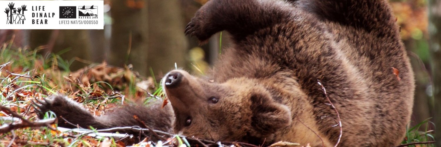 DinalpBear's profile banner image