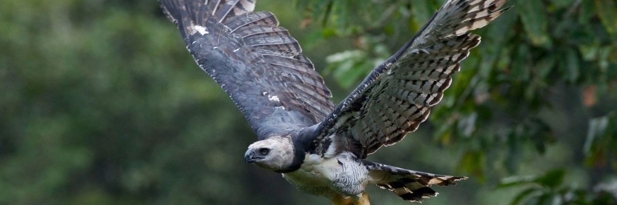 Hass_Lys's profile banner image