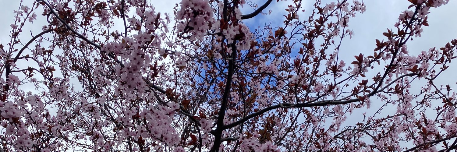 IES Las Musas banner