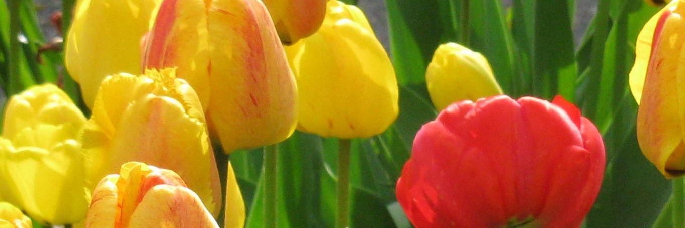 Kaj_Anne's profile banner image
