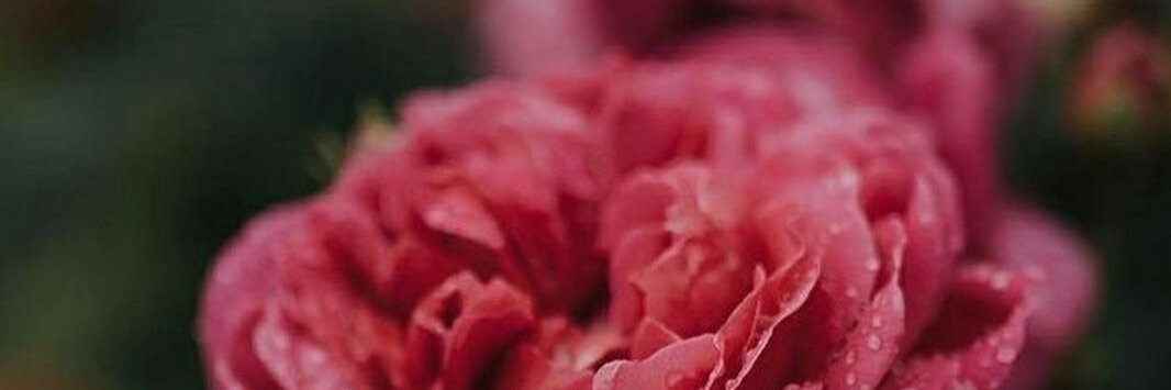 daniele_rib's profile banner image