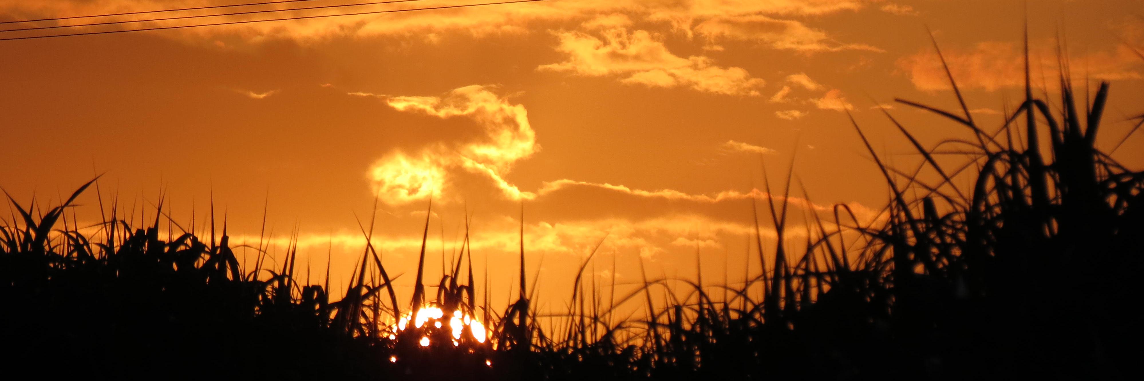 GSDog Button 🐺🐾🌈 *memorial* banner