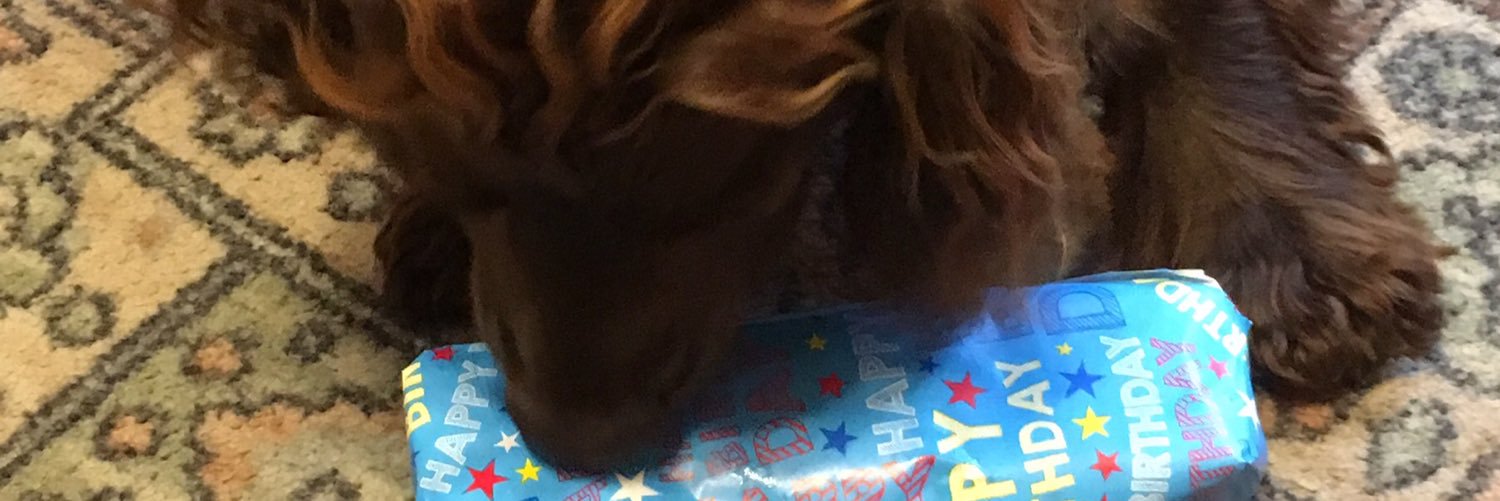 DougietheCocker's profile banner image