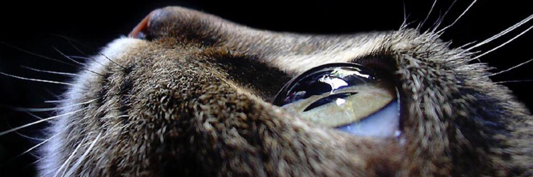 Ety_Ion's profile banner image