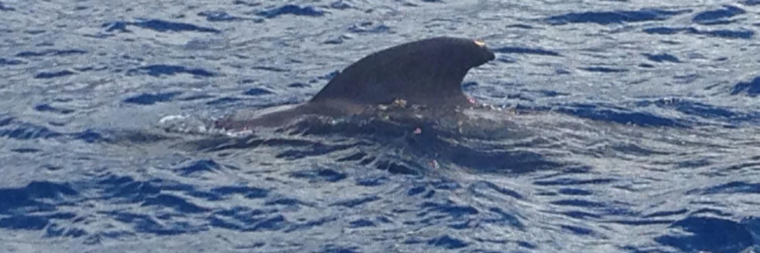 dolphincomm1's profile banner image