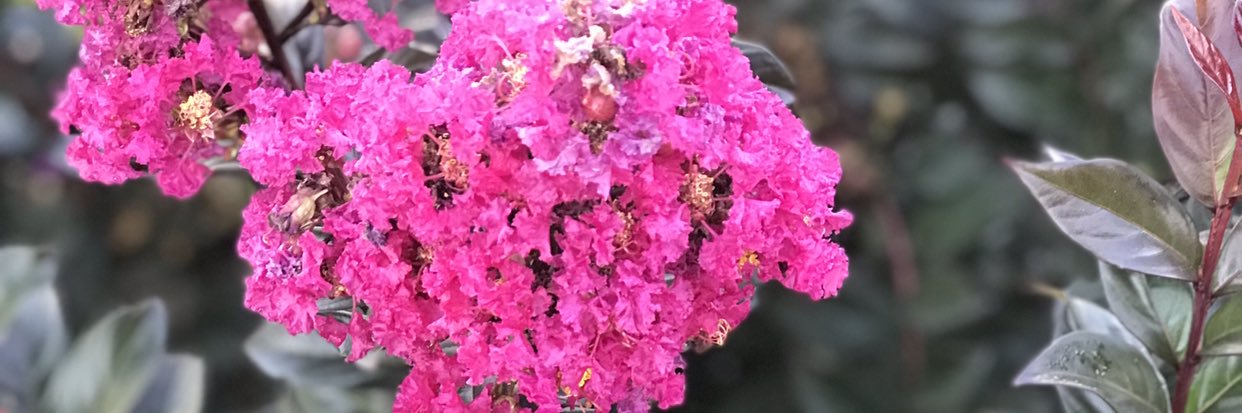 magicalJassss's profile banner image