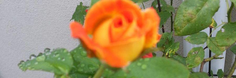 TryelleBFire's profile banner image