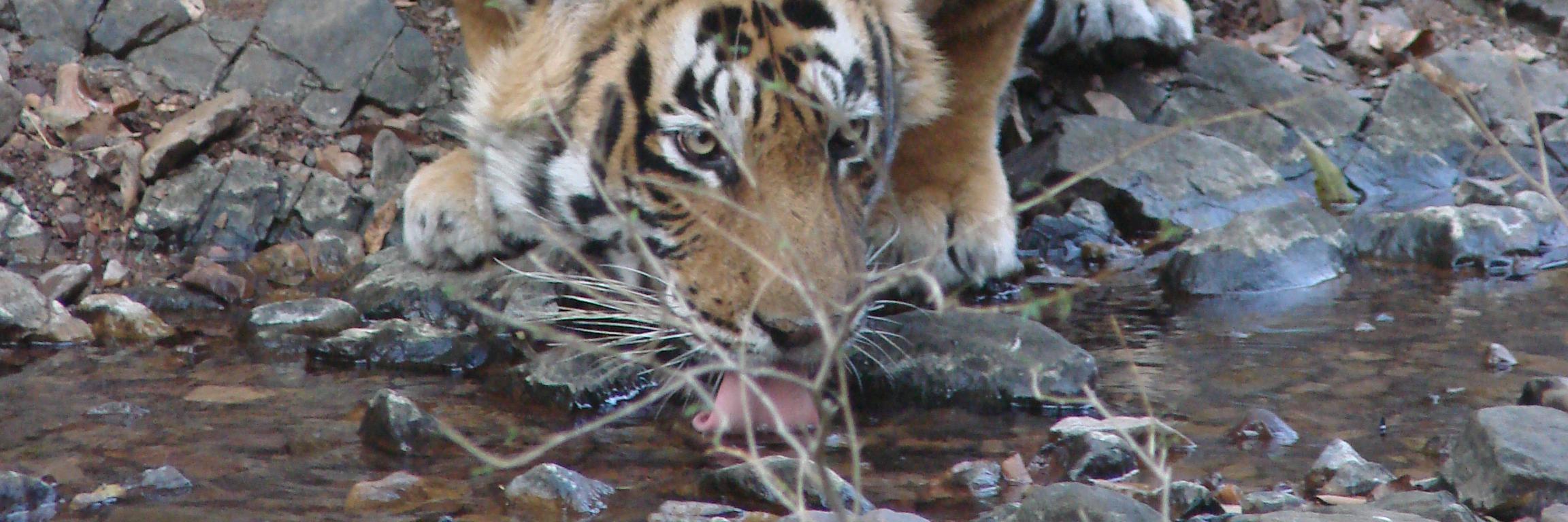 Xavier Morin 🌳🌲🐾 banner