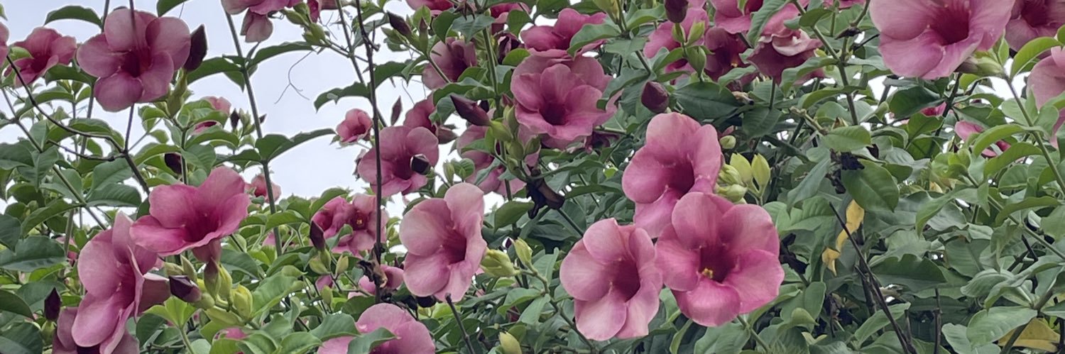 hugoe____'s profile banner image