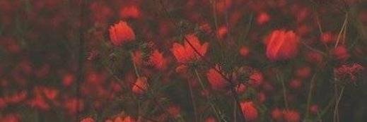 MissWorldhater's profile banner image