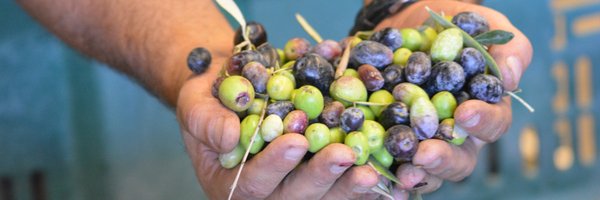 Queen Creek Olive Mill Profile Banner