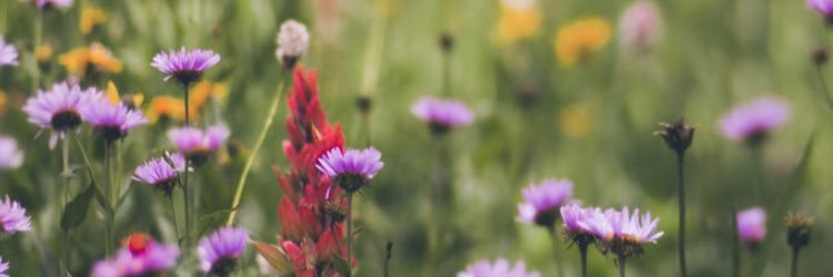 Cathy Scaniffe Young banner