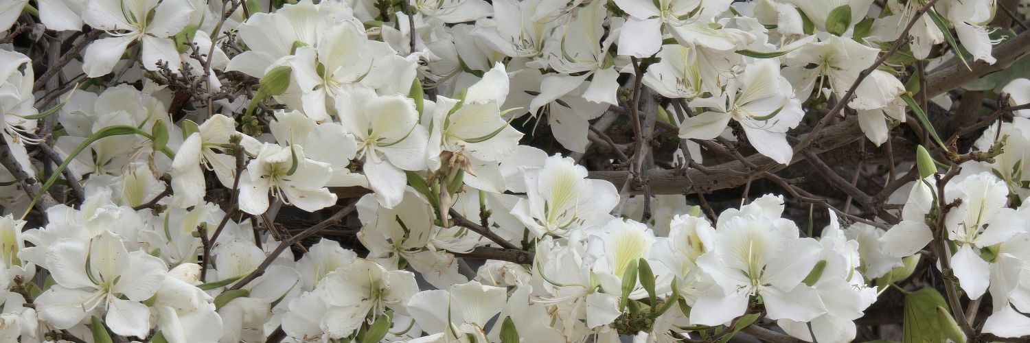 🌸💫 𝓡𝓪𝓰𝓱𝓭𝓪 💫🌸 banner