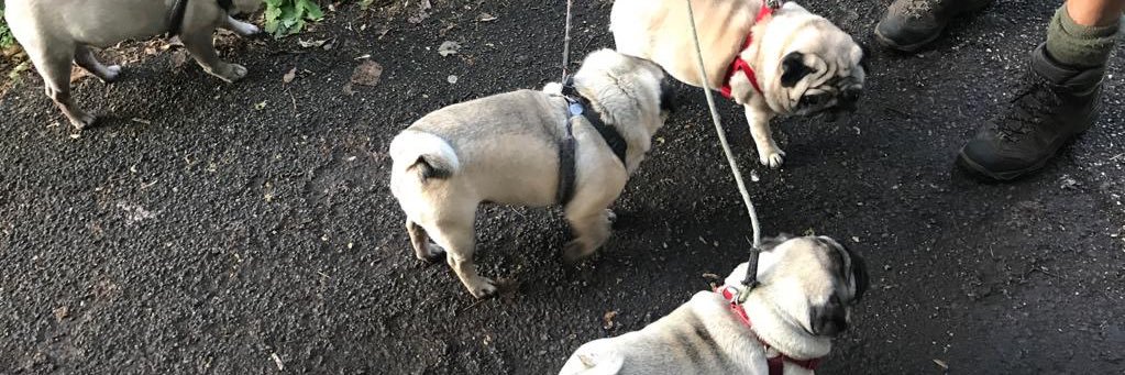daniddh12's profile banner image