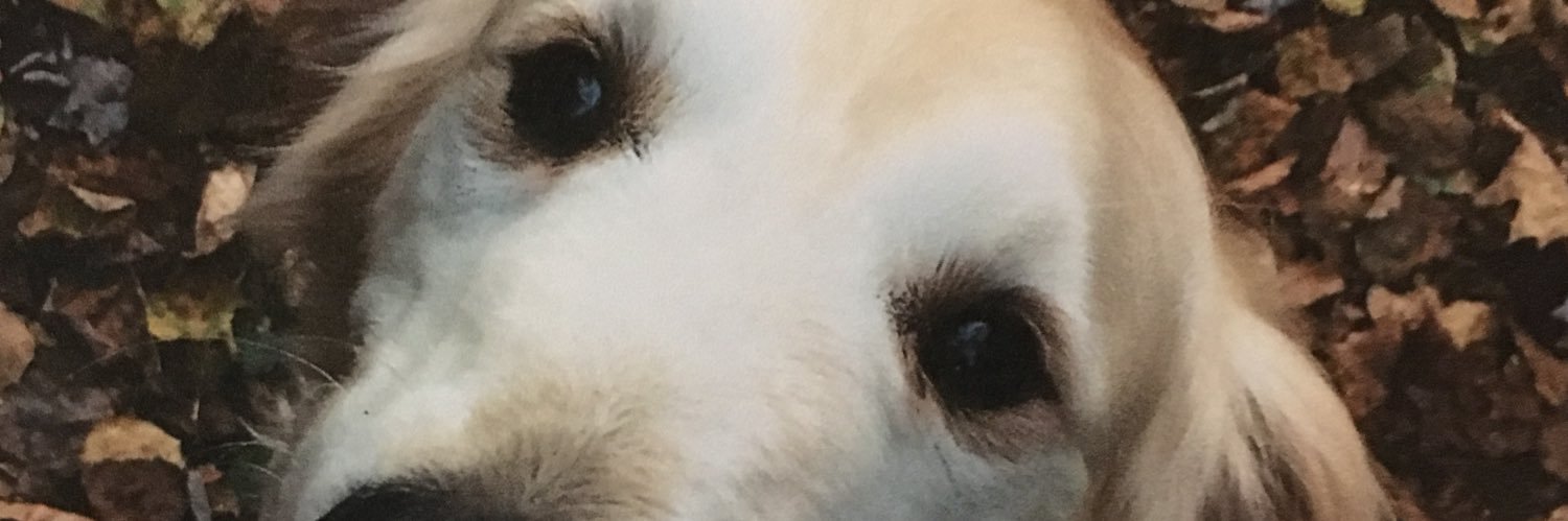 FionaWilliams3's profile banner image