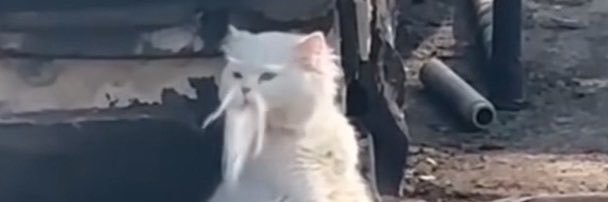 De_ChillFi_ETH's profile banner image