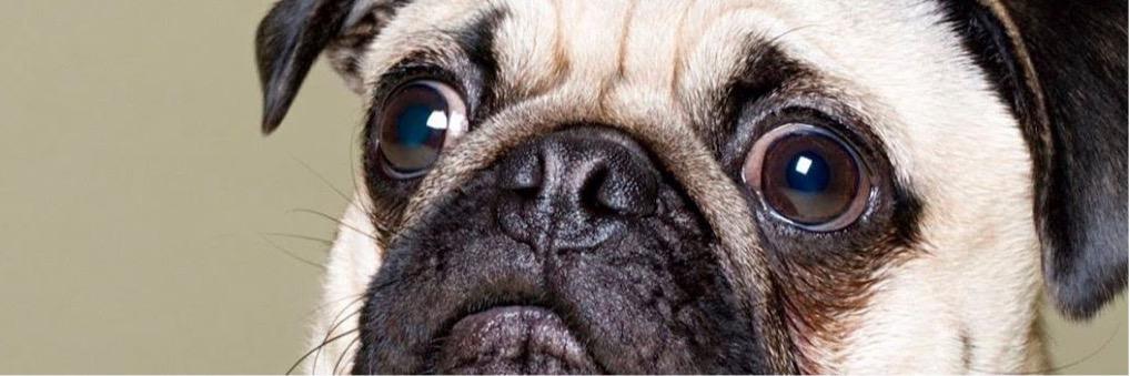 pugnbull's profile banner image