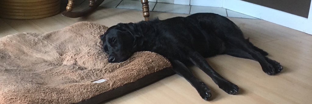 pissybastard's profile banner image