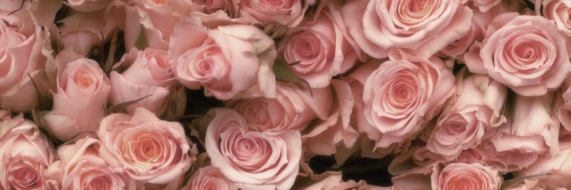 rose_borealis's profile banner image