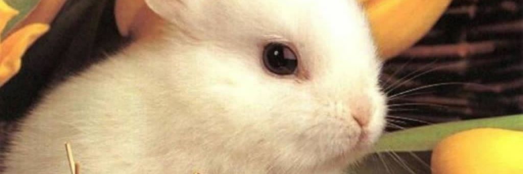 TonyPantojaB1's profile banner image