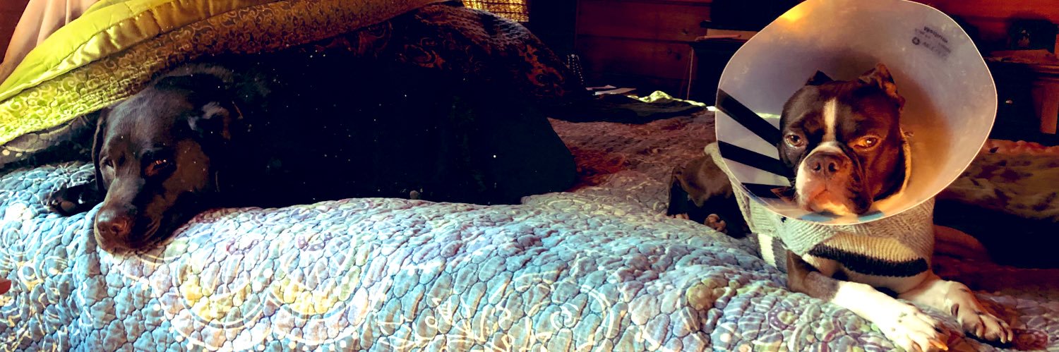 LeeLeeBeans banner