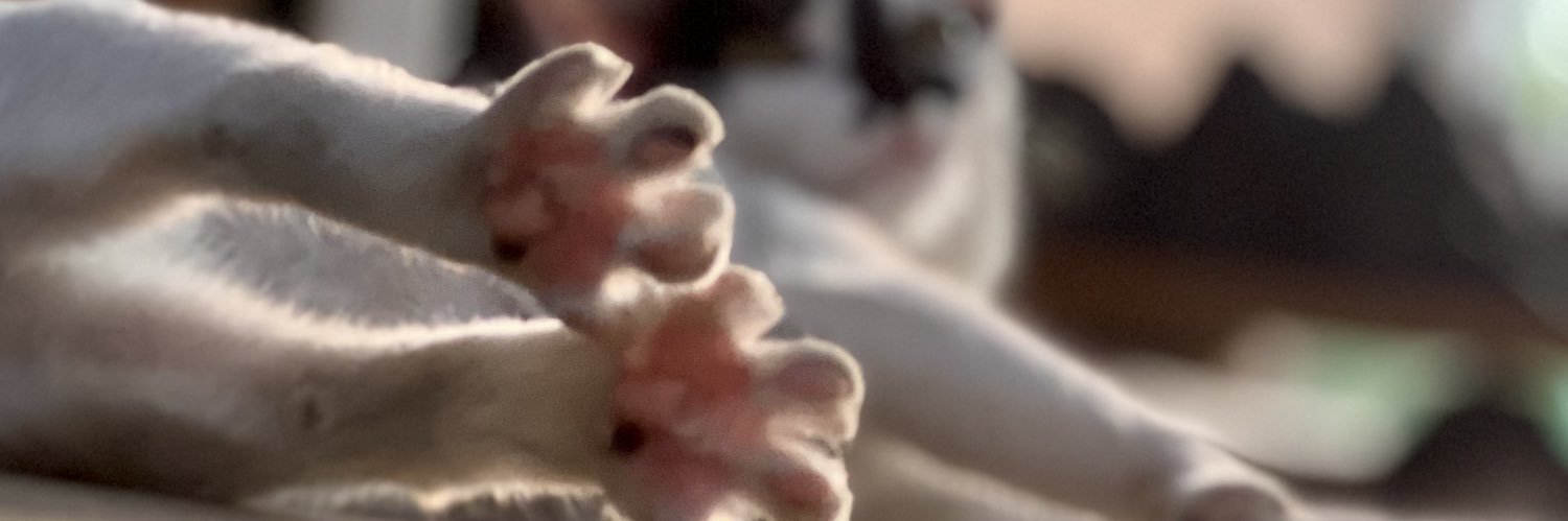 pimpakin's profile banner image