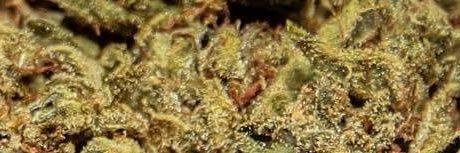 Slone_Bleezy's profile banner image