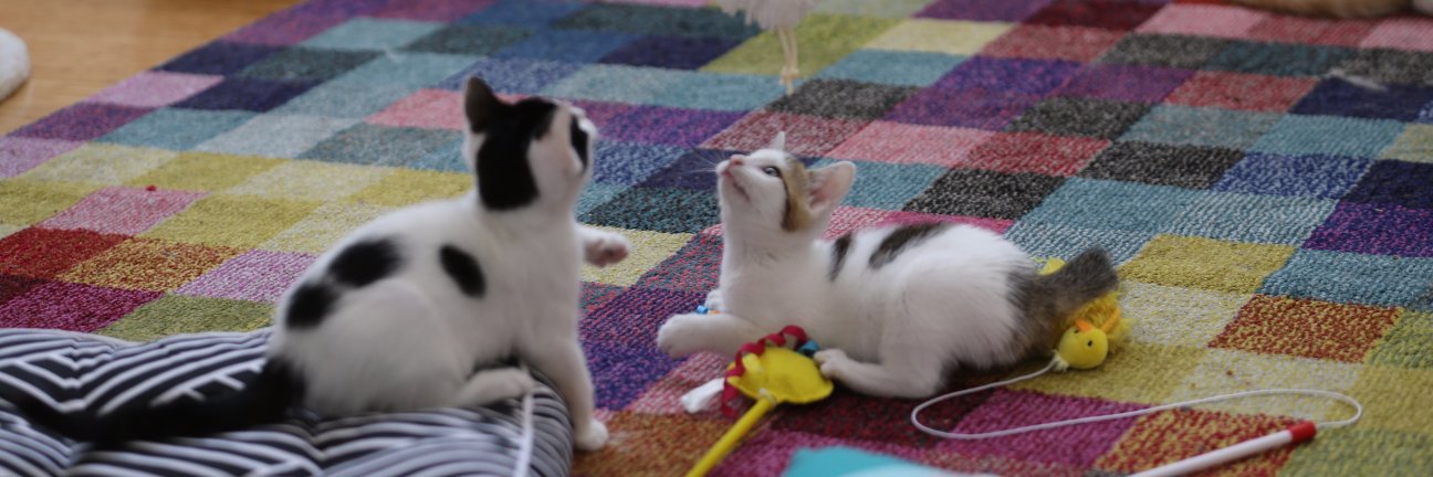 sydneycatcafe's profile banner image