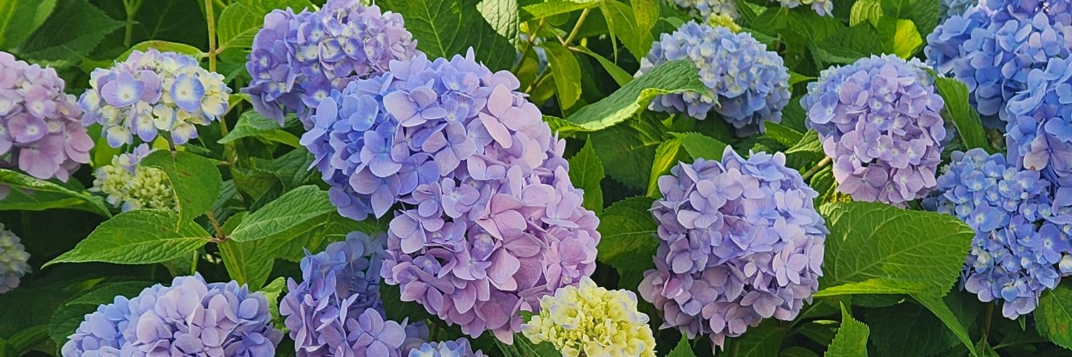 akikokia_flo's profile banner image