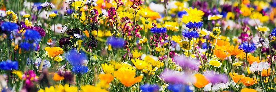 Ann Haag banner