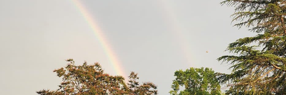 metamosmoris's profile banner image