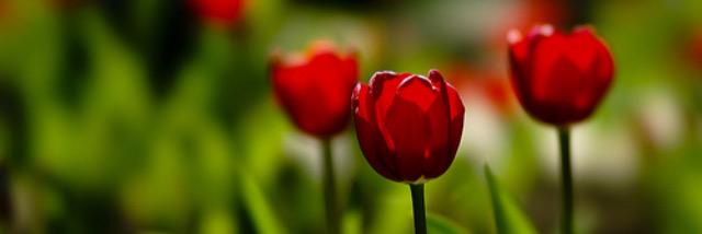 Fatima_saz's profile banner image