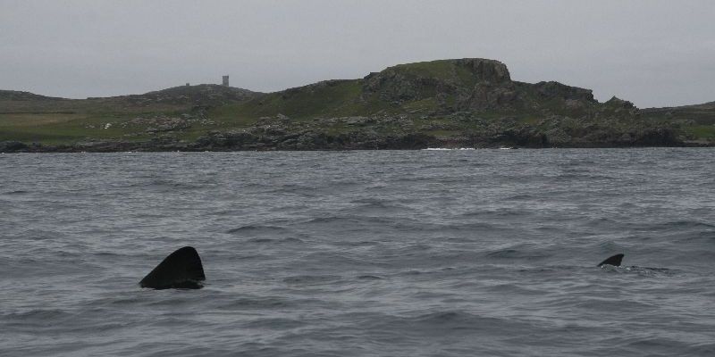 Irish Basking Shark banner