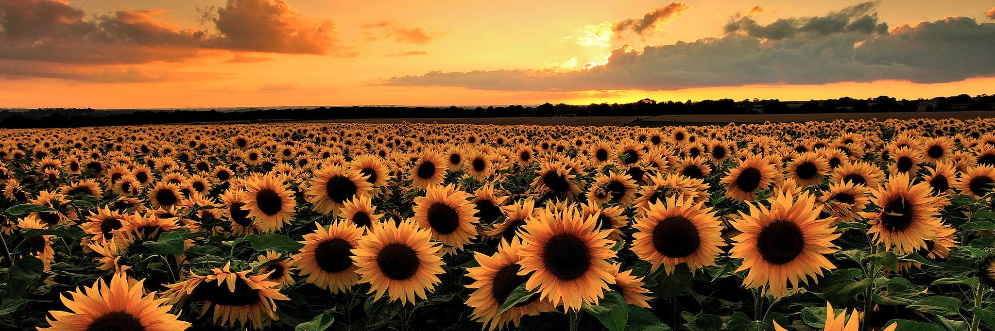 SunflowerSoul45's profile banner image